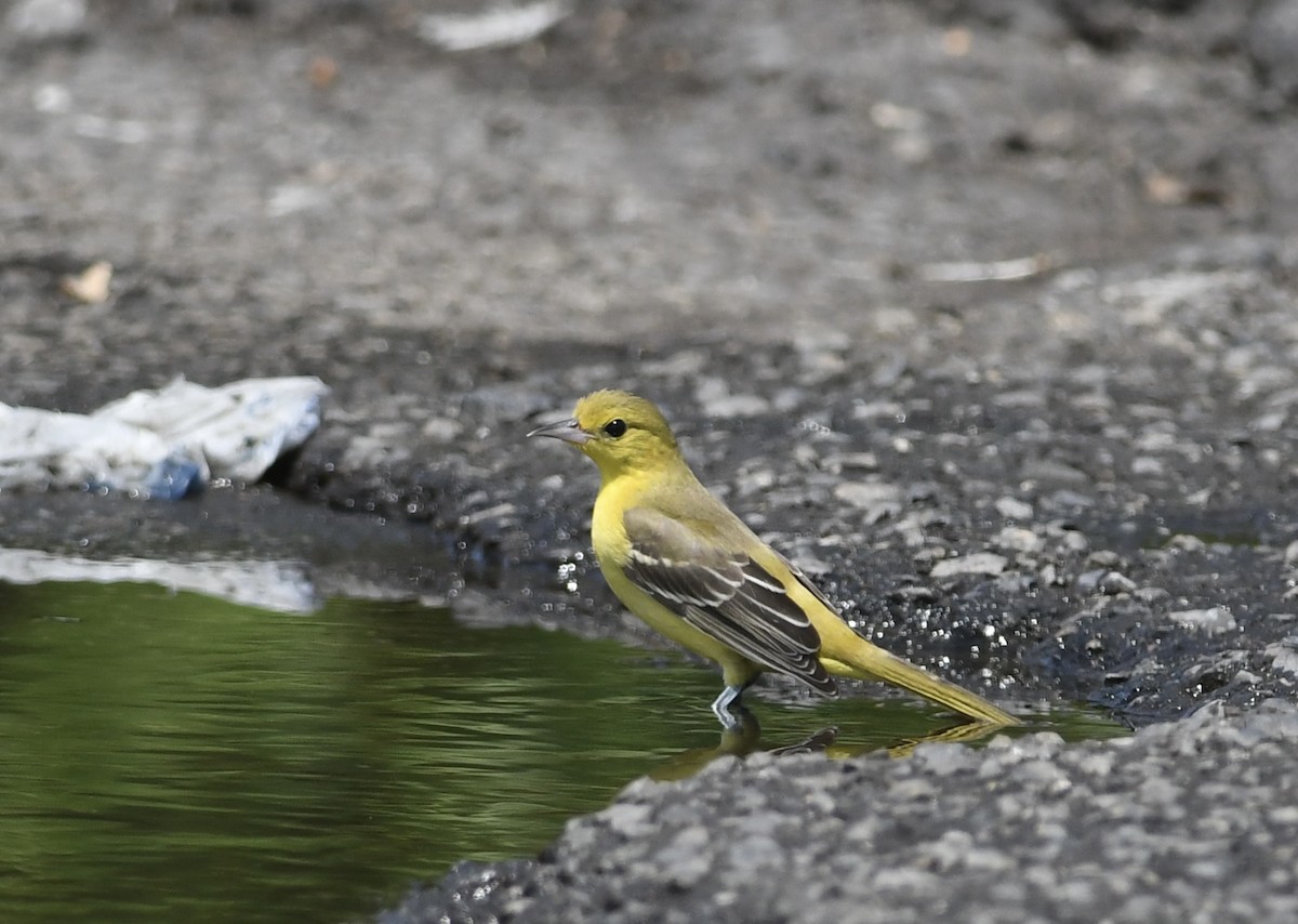 Orchard Oriole - ML621885556