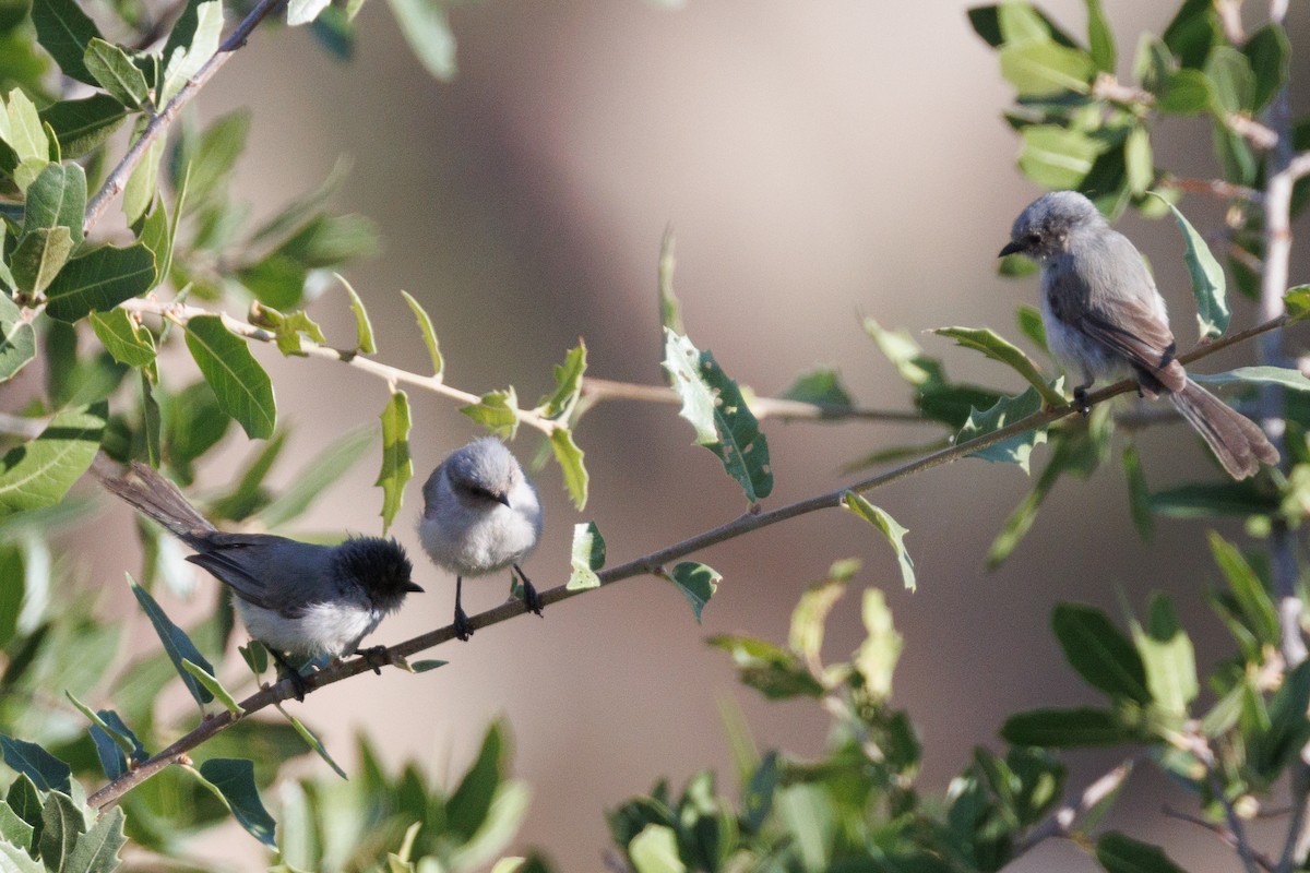 Bushtit - ML621885557