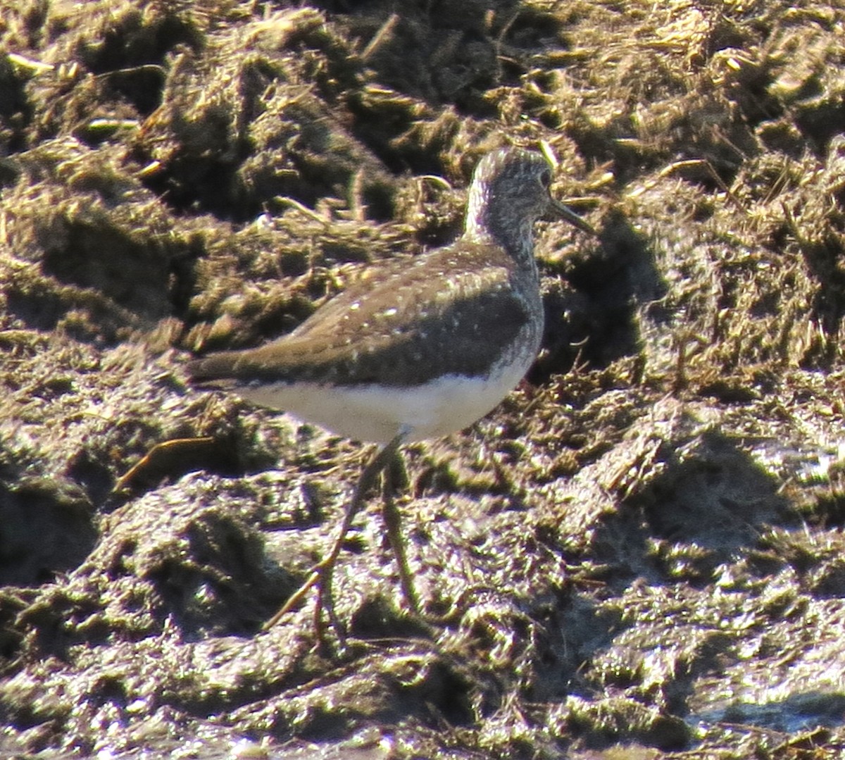 Solitary Sandpiper - ML621885558