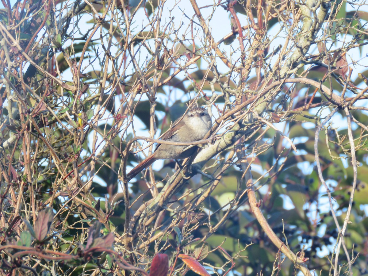 Stripe-crowned Spinetail - ML621885562