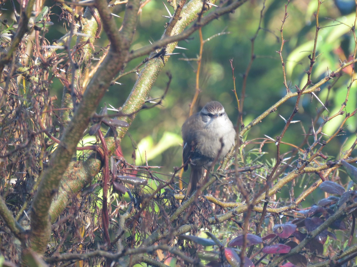 Stripe-crowned Spinetail - ML621885563