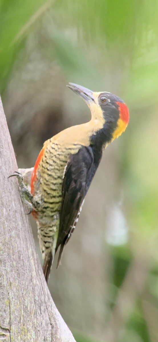 Beautiful Woodpecker - ML621885567