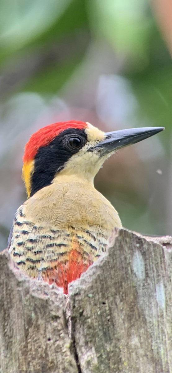Beautiful Woodpecker - ML621885568