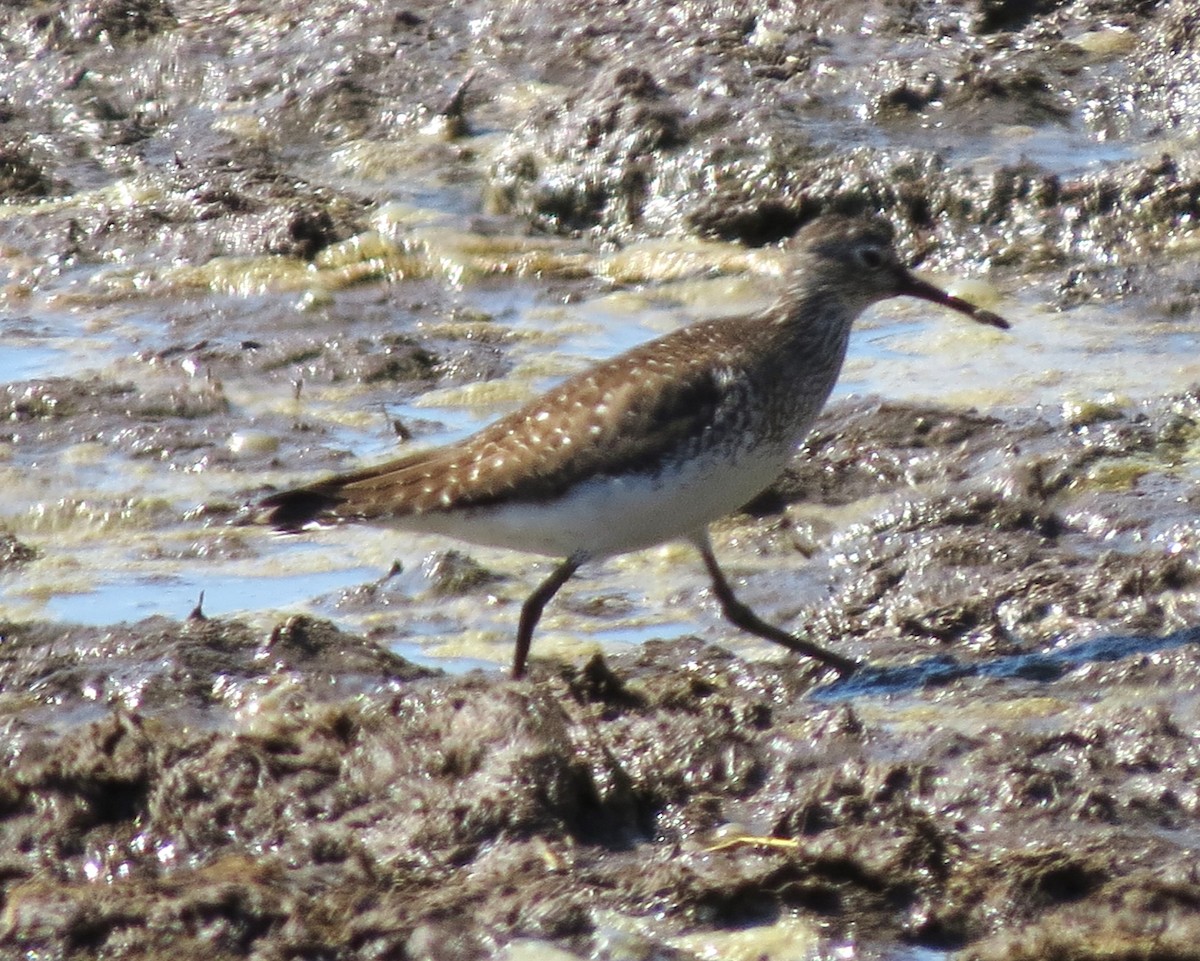 Solitary Sandpiper - ML621885569