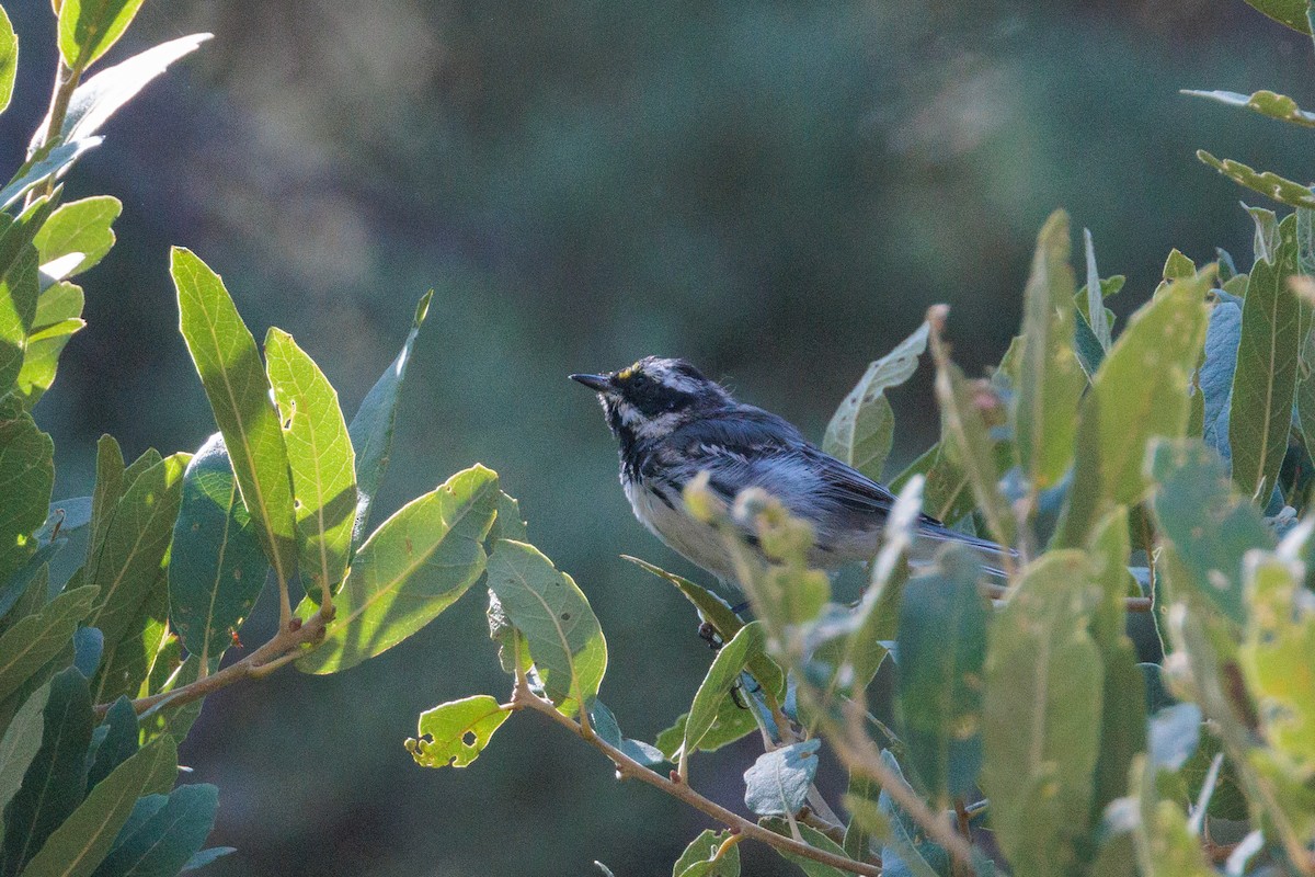 Black-throated Gray Warbler - ML621885571