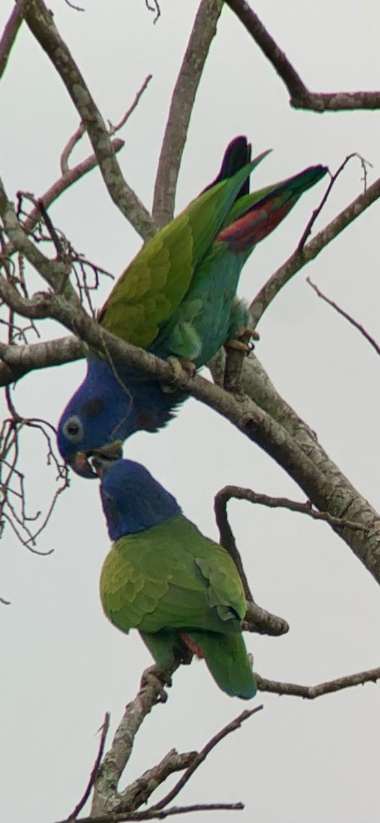 Blue-headed Parrot - ML621885573