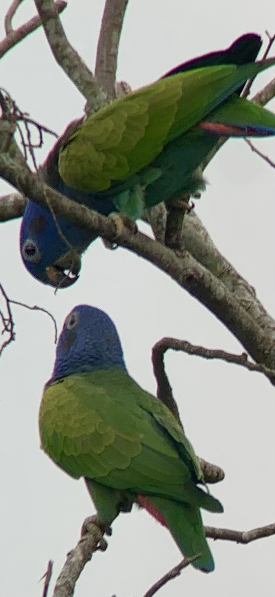 Blue-headed Parrot - ML621885574