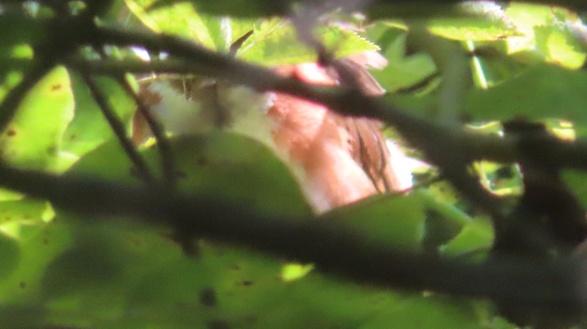 Eastern Towhee - ML621885577