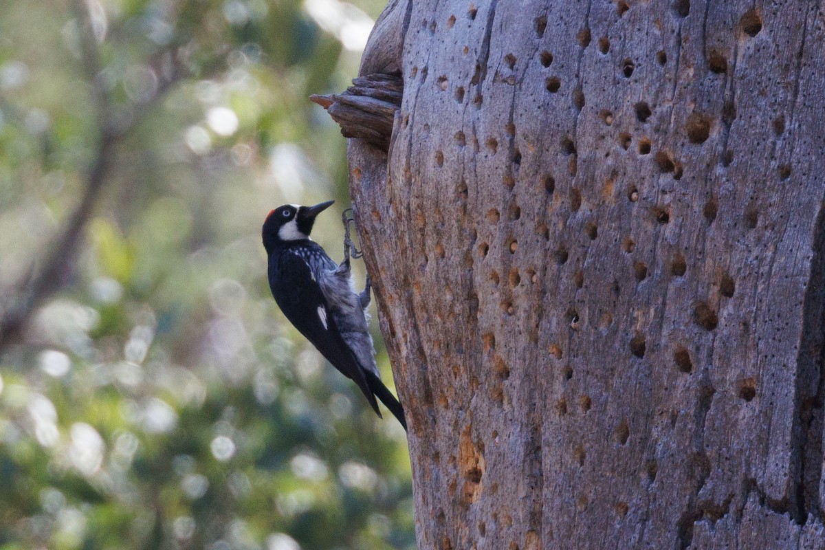 Acorn Woodpecker - ML621885579