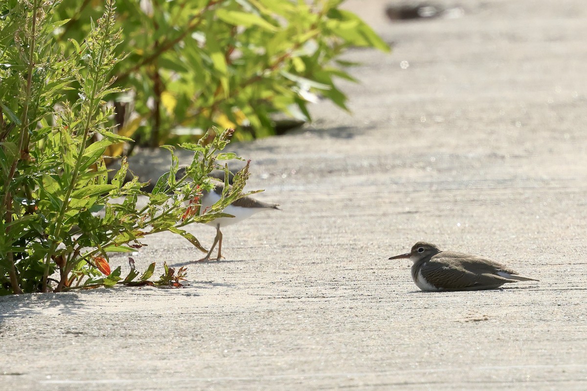 Spotted Sandpiper - ML621885583