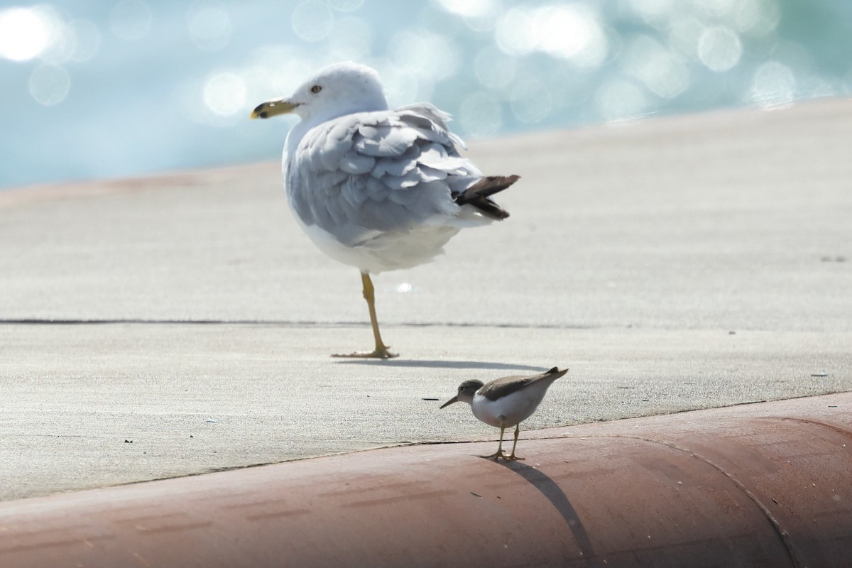 Spotted Sandpiper - ML621885584