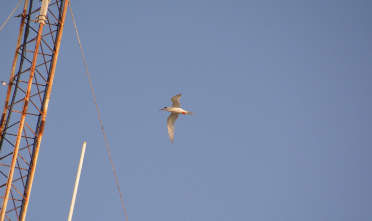 Roseate Tern - ML621885606