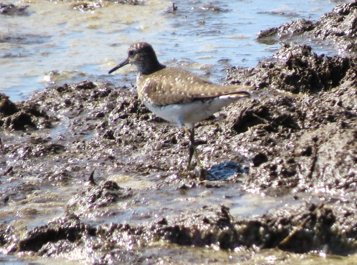 Solitary Sandpiper - ML621885610