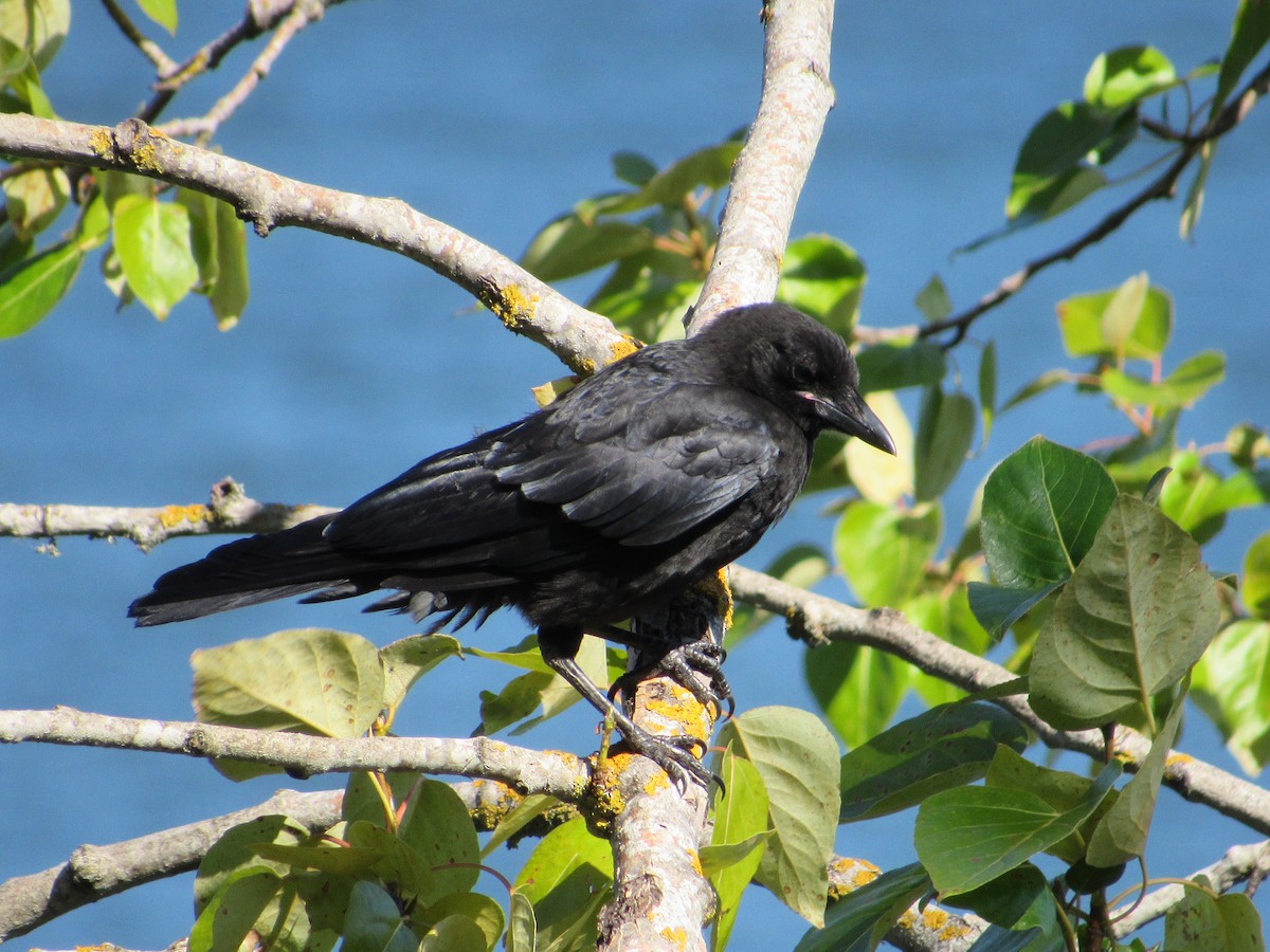 American Crow - ML621885612