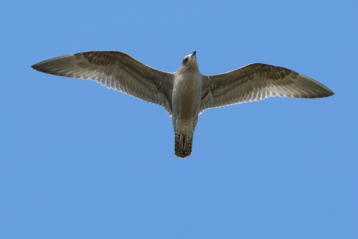 Herring Gull - ML621885614