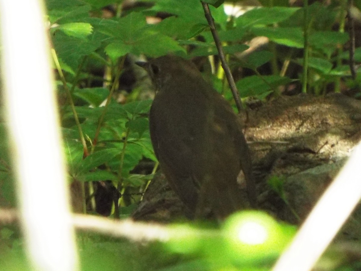 Gray-cheeked Thrush - ML621885617