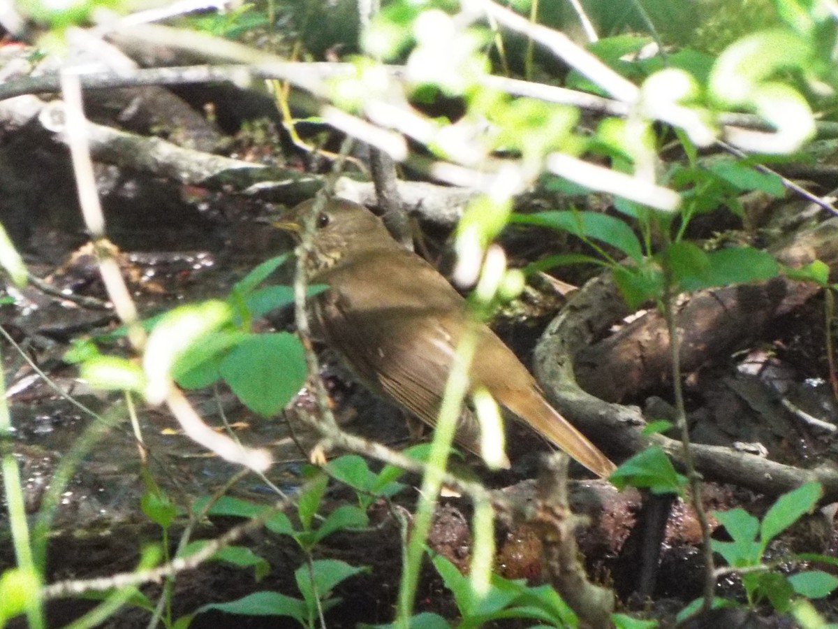 Gray-cheeked Thrush - ML621885618