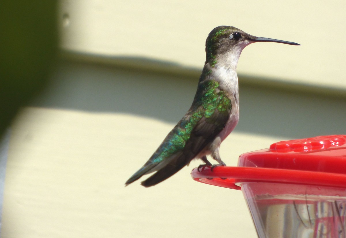 Ruby-throated Hummingbird - ML621885623