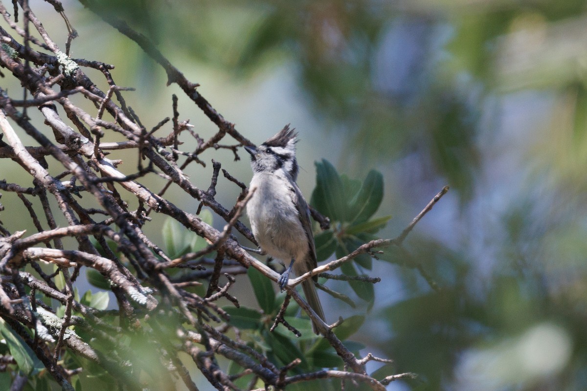 Bridled Titmouse - ML621885629