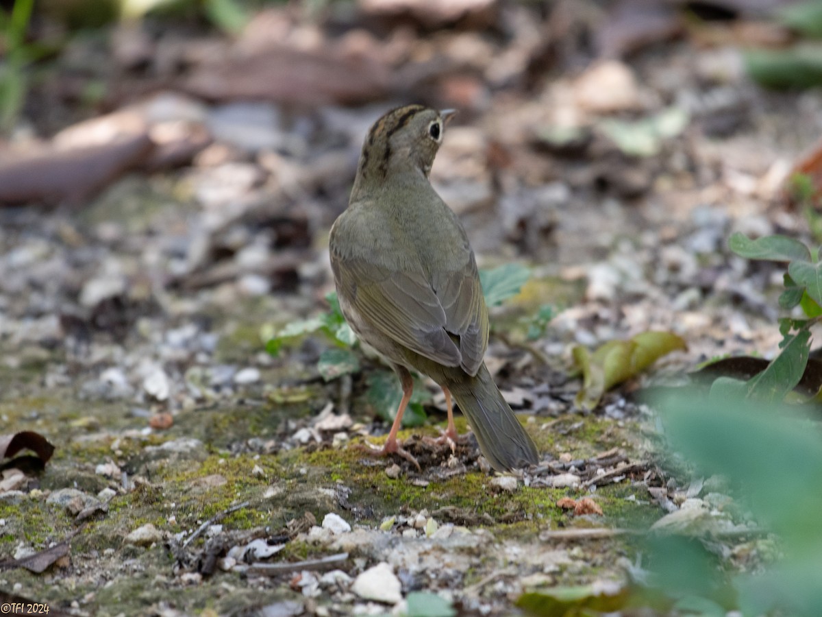 Ovenbird - ML621885634