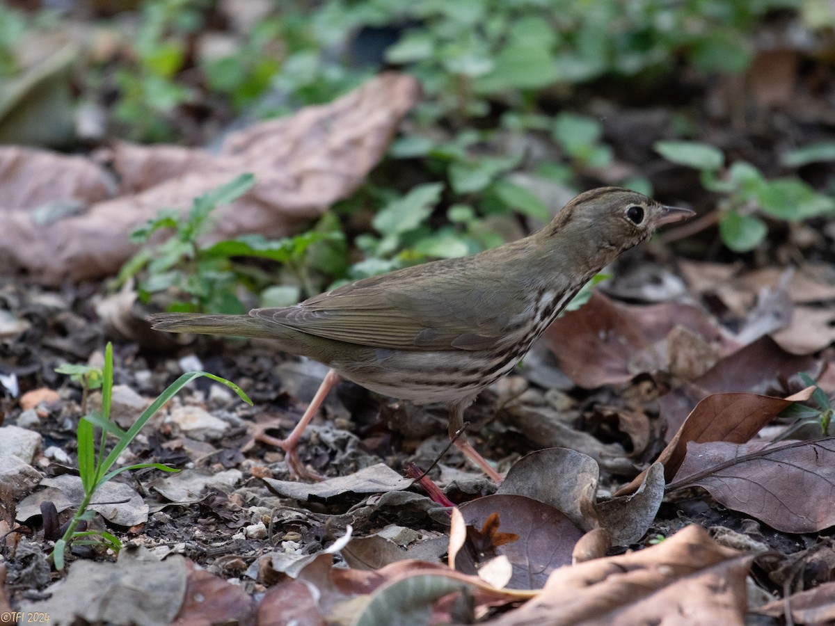 Ovenbird - ML621885636