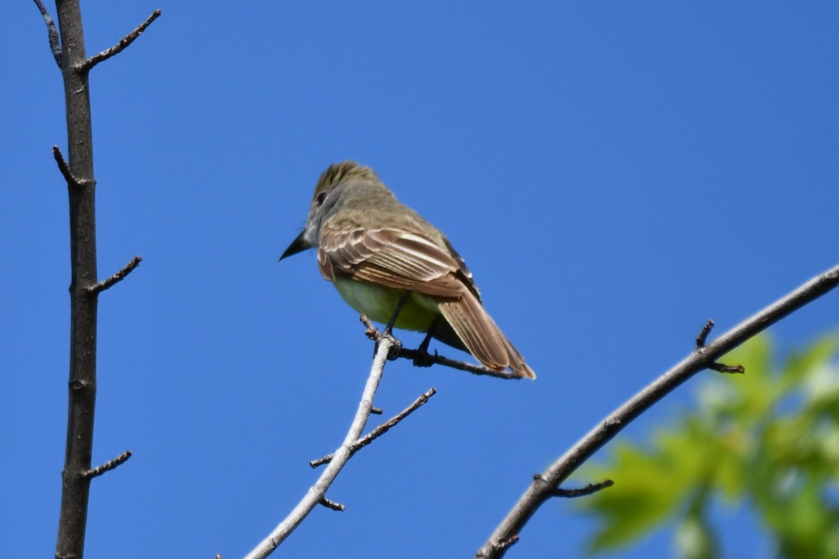 Great Crested Flycatcher - ML621885644