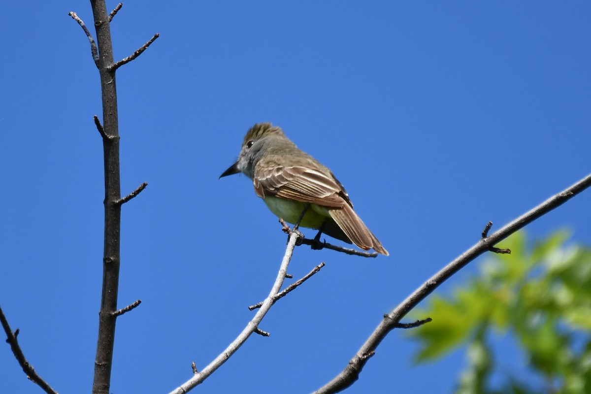Great Crested Flycatcher - ML621885645