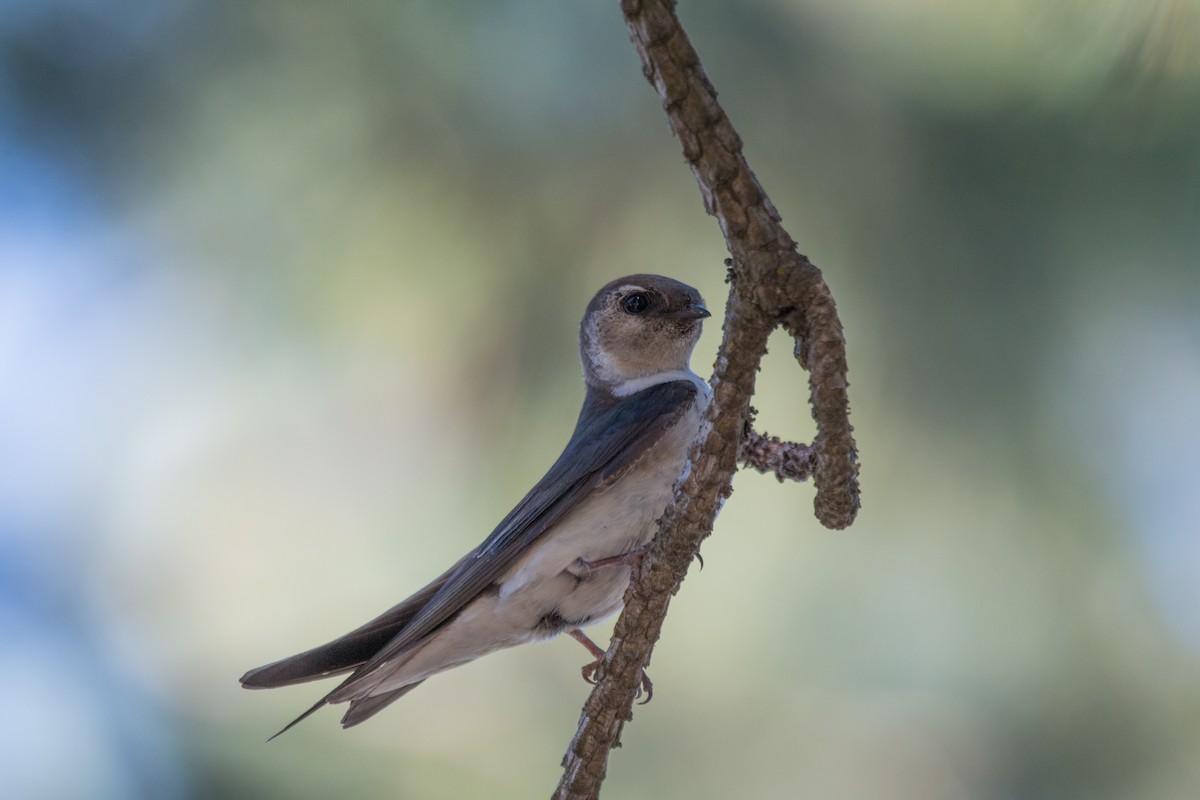 Violet-green Swallow - ML621885652