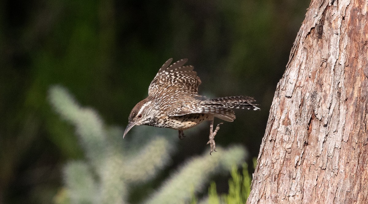 Cactus Wren - ML621885654