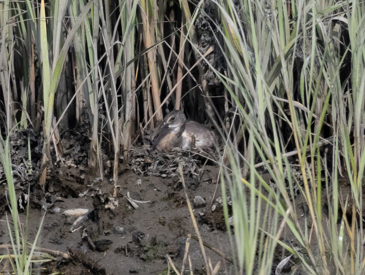 Clapper Rail - ML621885663