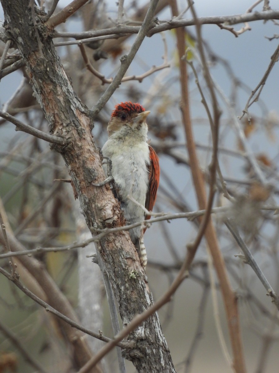 Scarlet-backed Woodpecker - ML621885665
