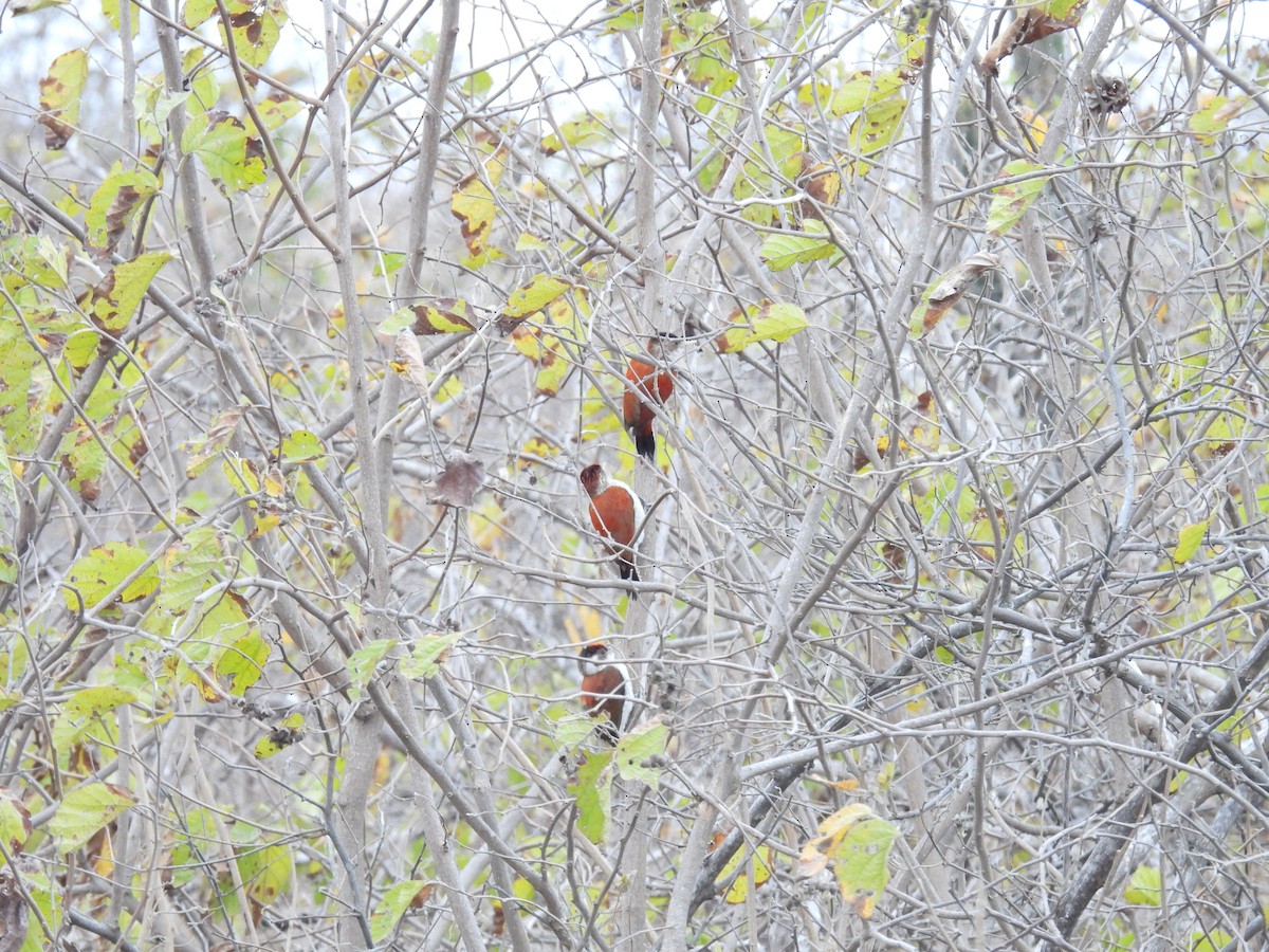 Scarlet-backed Woodpecker - ML621885666