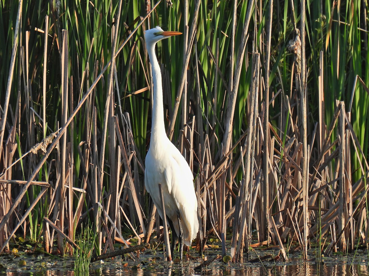 Great Egret - ML621885670