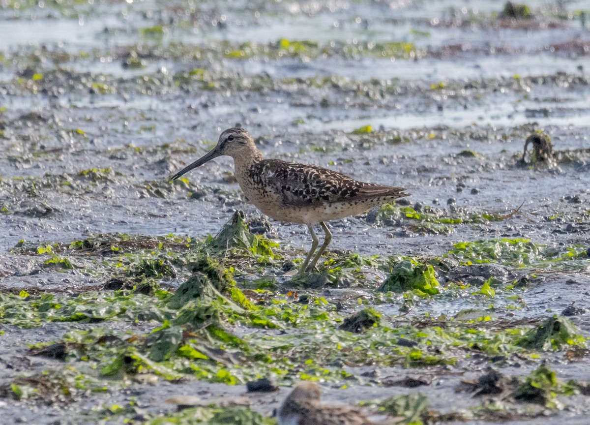 Short-billed Dowitcher - ML621885673