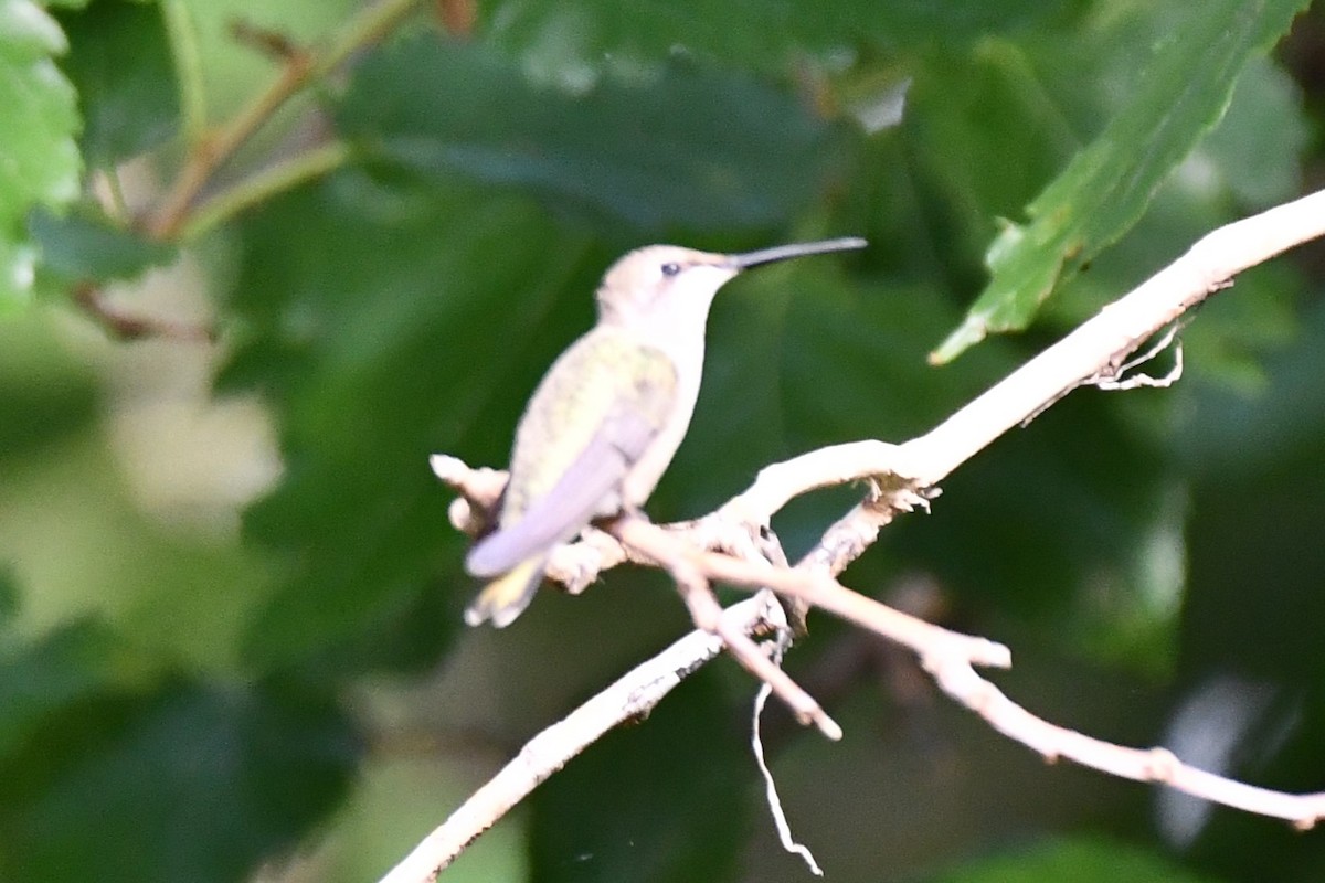 Colibrí Gorjinegro - ML621885675