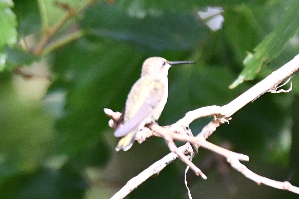 Black-chinned Hummingbird - Carmen Ricer