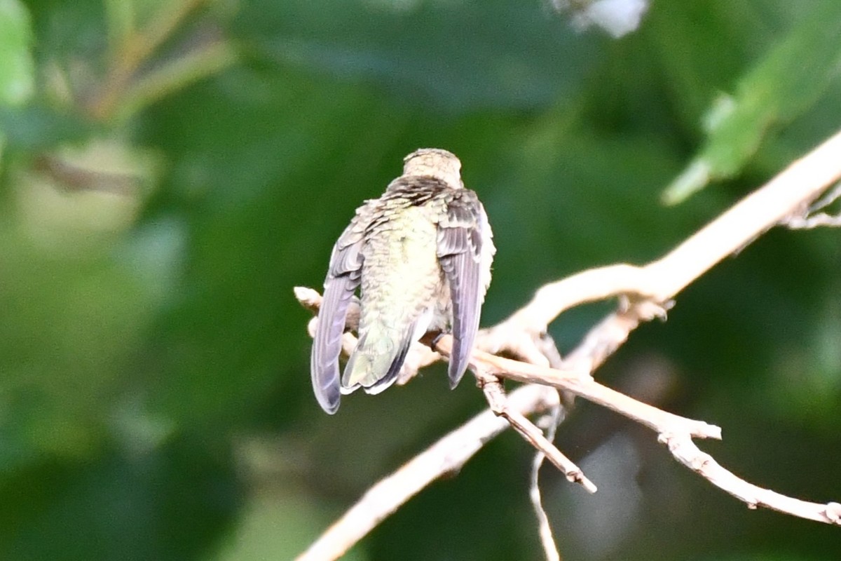 Black-chinned Hummingbird - ML621885677
