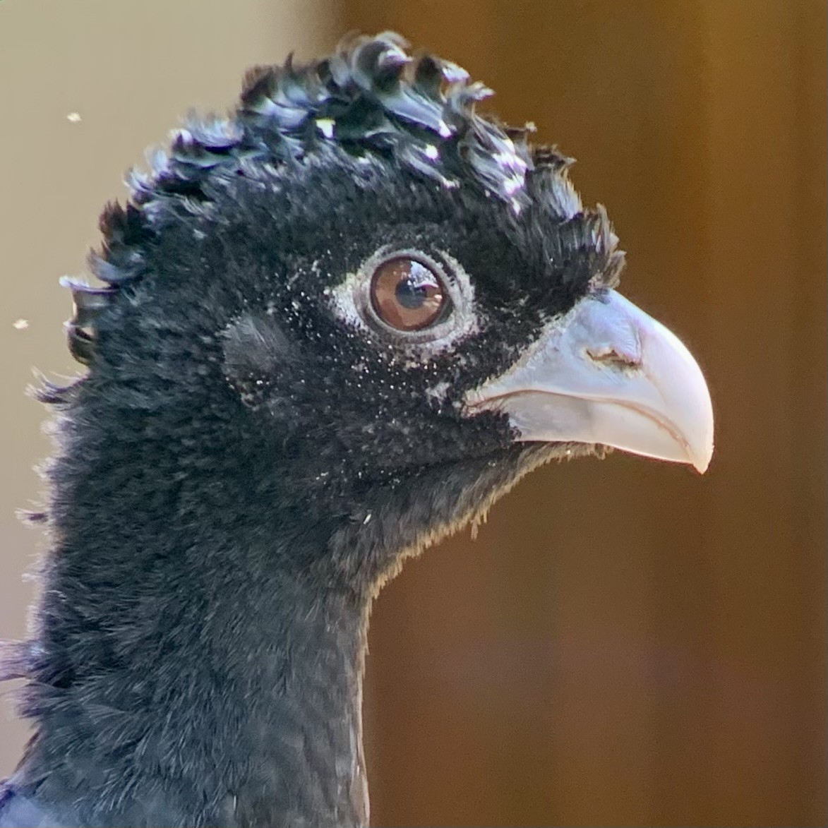 Blue-billed Curassow - ML621885683