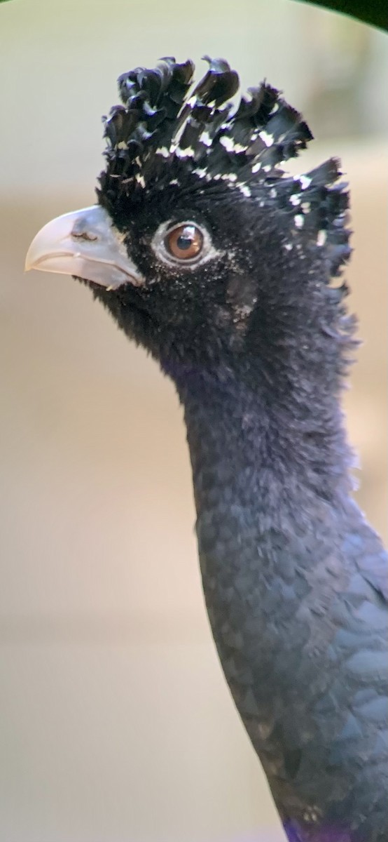 Blue-billed Curassow - ML621885684