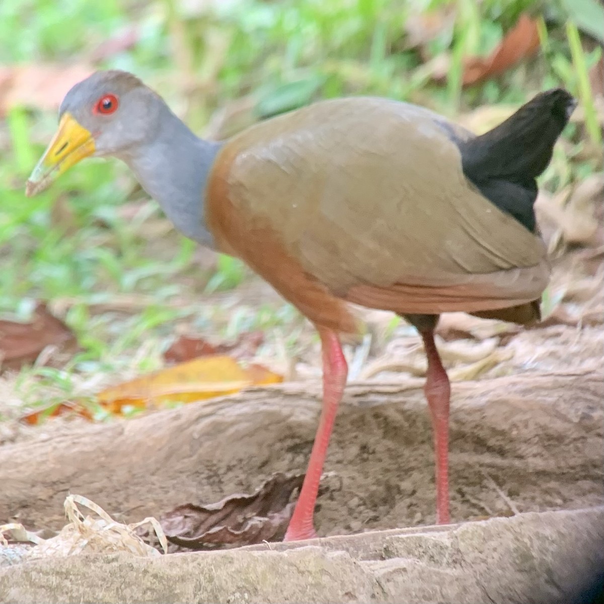 Gray-cowled Wood-Rail - ML621885706