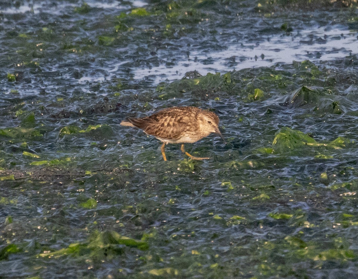 Least Sandpiper - ML621885711