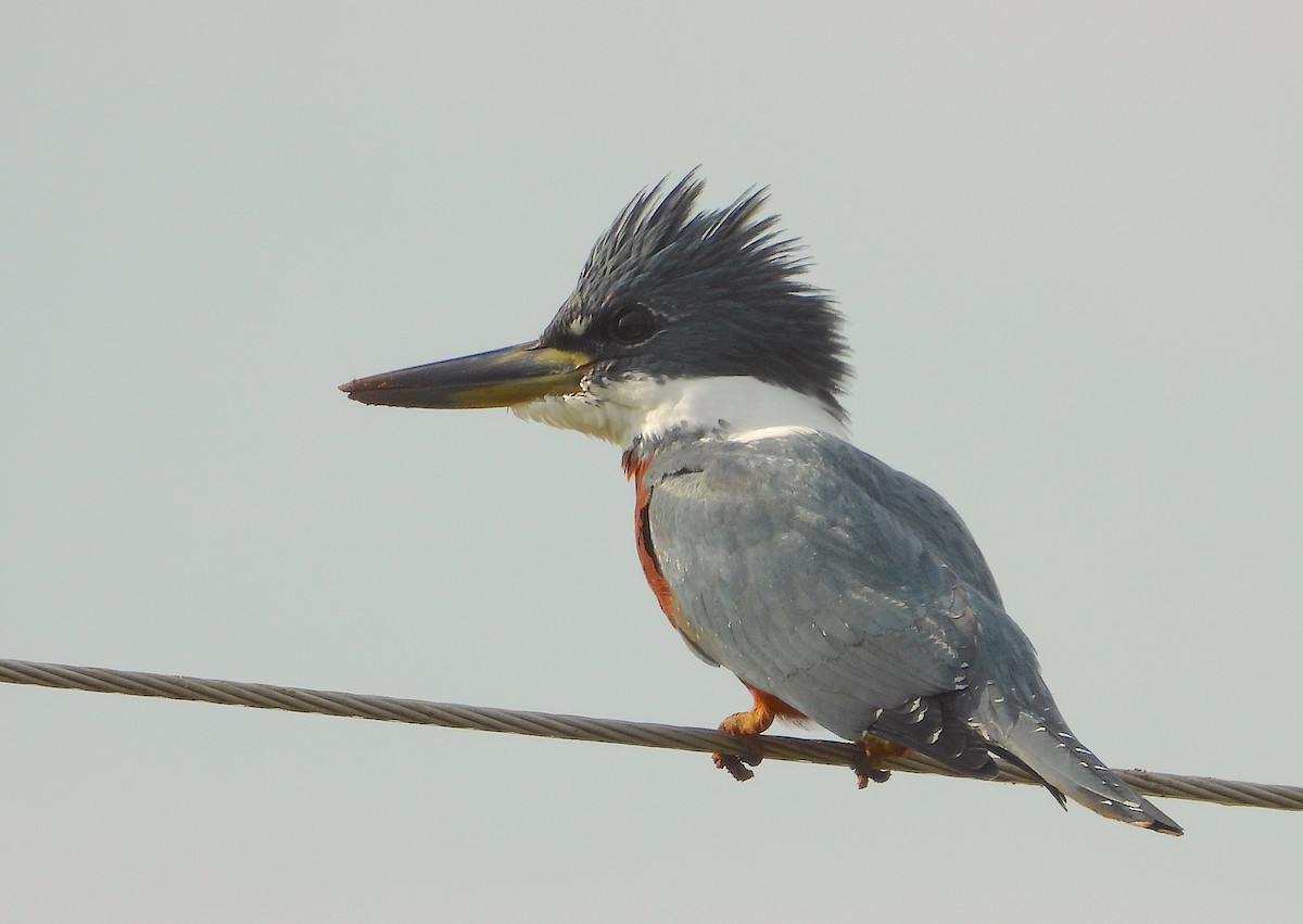 Ringed Kingfisher - ML621885713