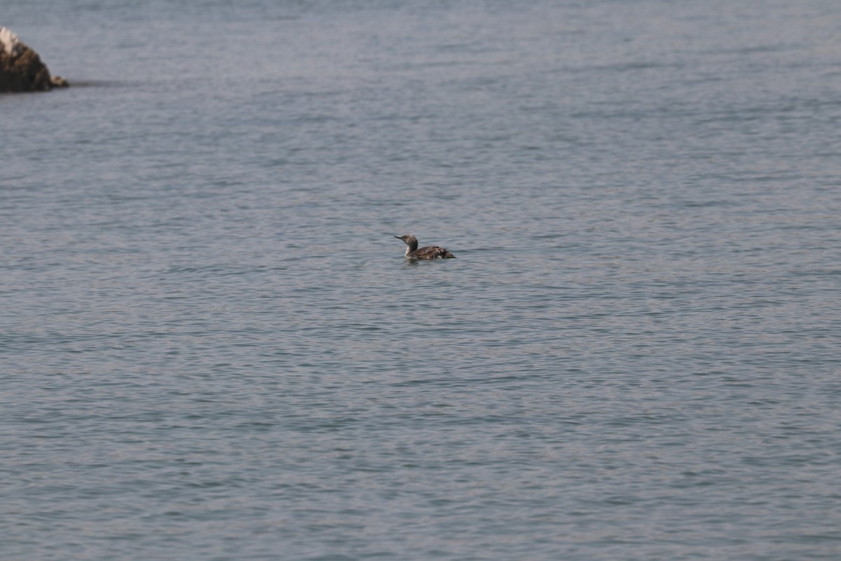 Red-throated Loon - ML621885714