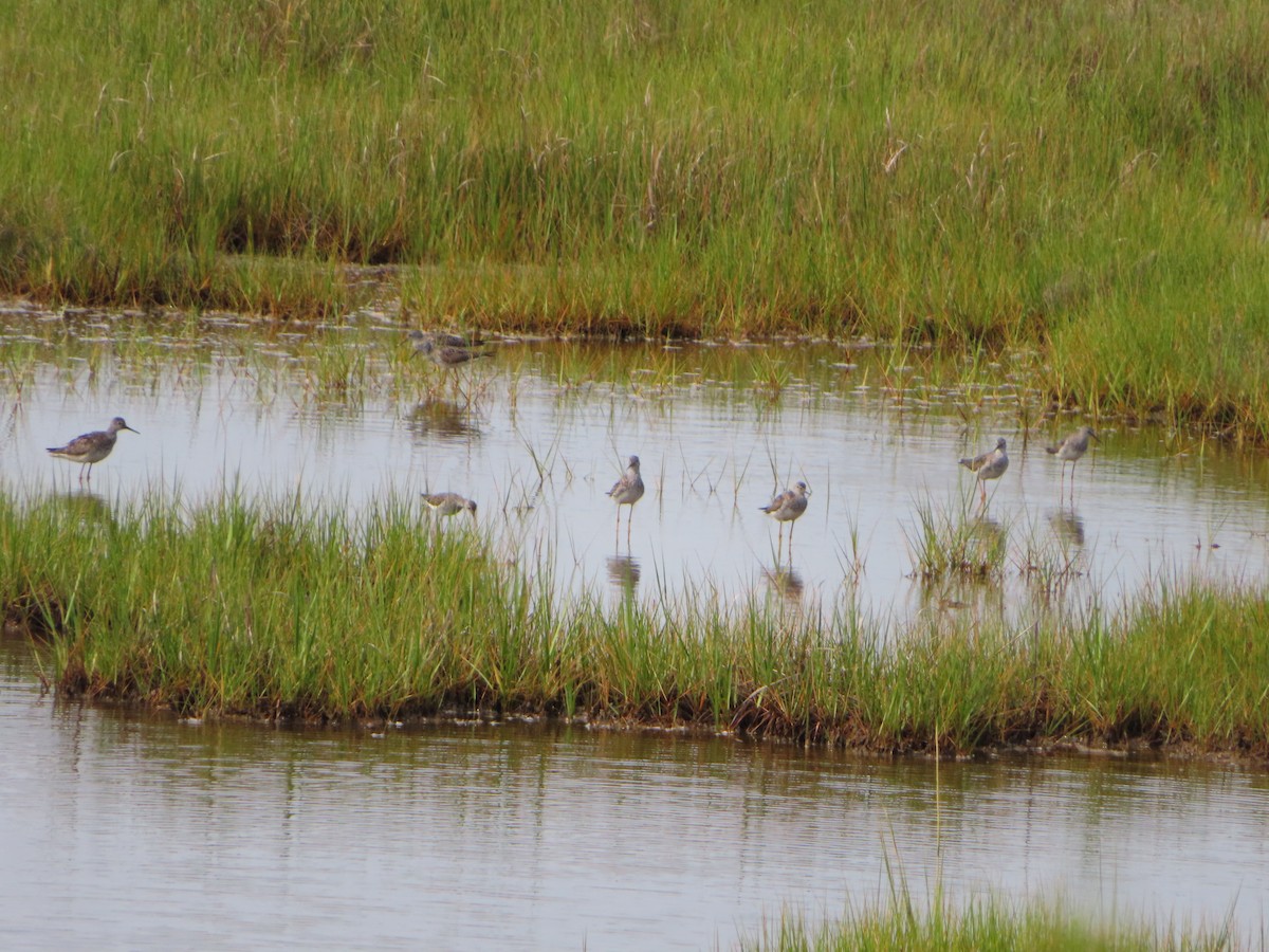 Short-billed/Long-billed Dowitcher - Christina Fyock