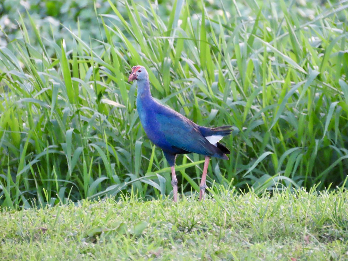 Gray-headed Swamphen - ML621885727