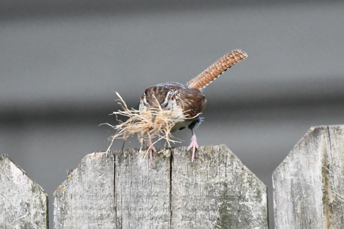 Carolina Wren - Carmen Ricer