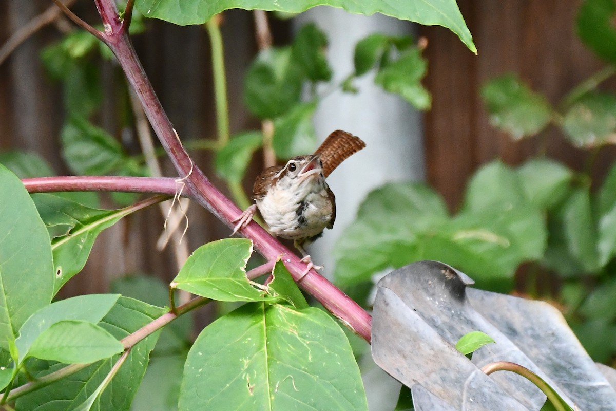 Carolina Wren - ML621885733