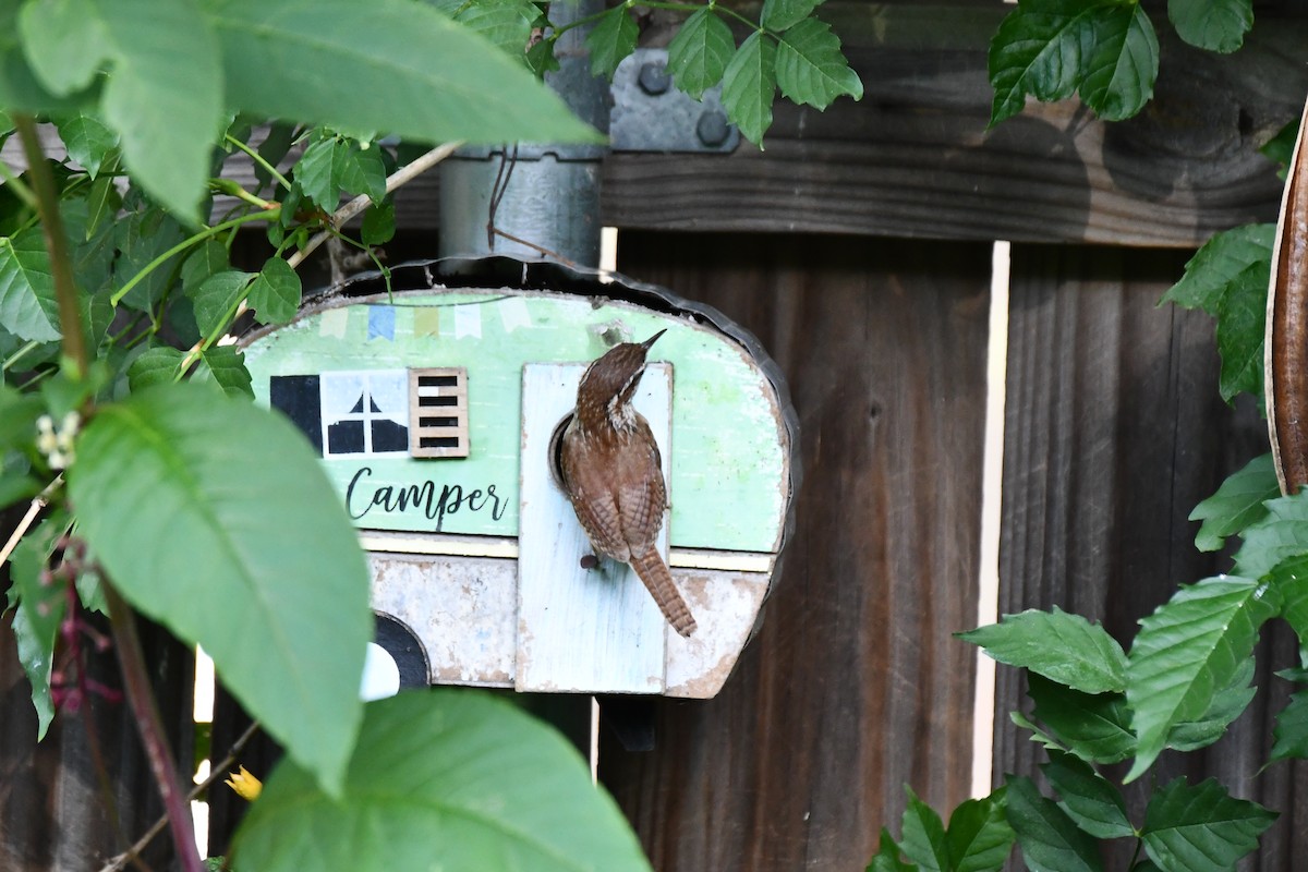 Carolina Wren - Carmen Ricer