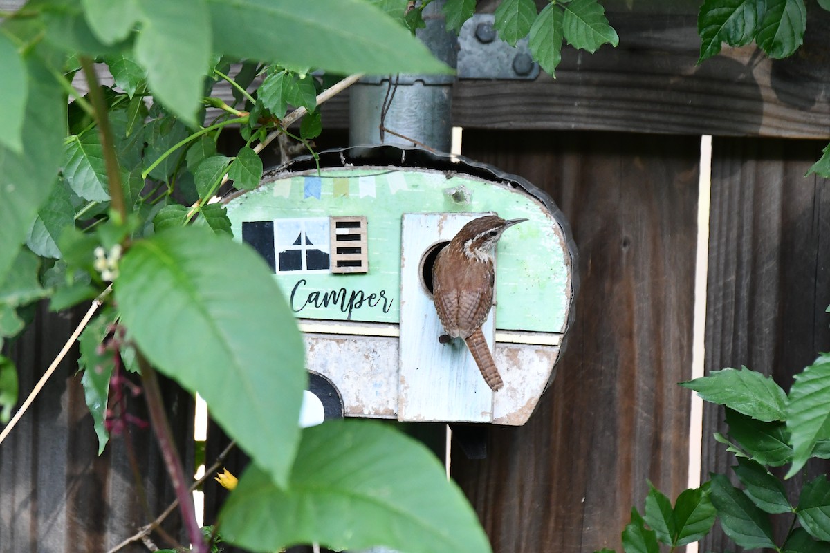 Carolina Wren - ML621885736