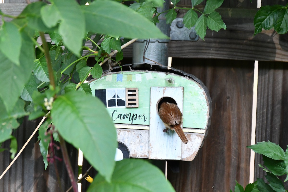 Carolina Wren - ML621885737